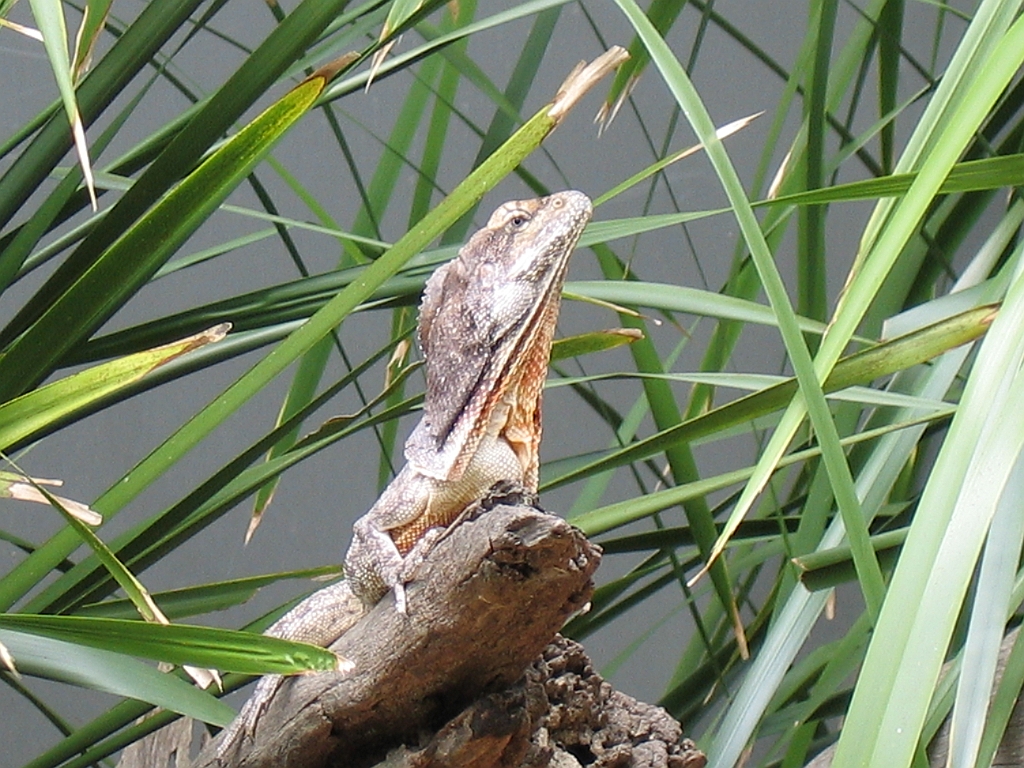 CairnsTC402 Kuranda Koala Gardens.jpg